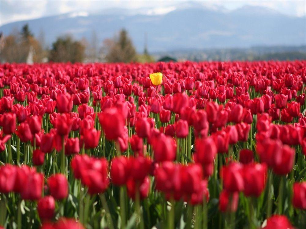 Red Tulip Hotel 앙헬레스 외부 사진